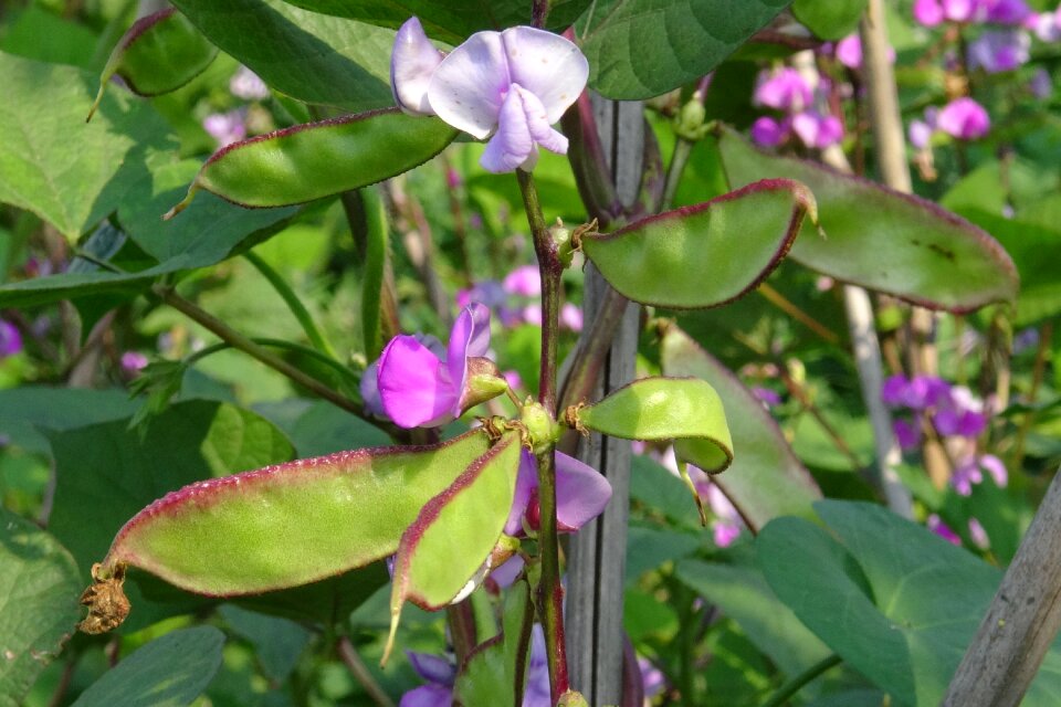Organic farm garden