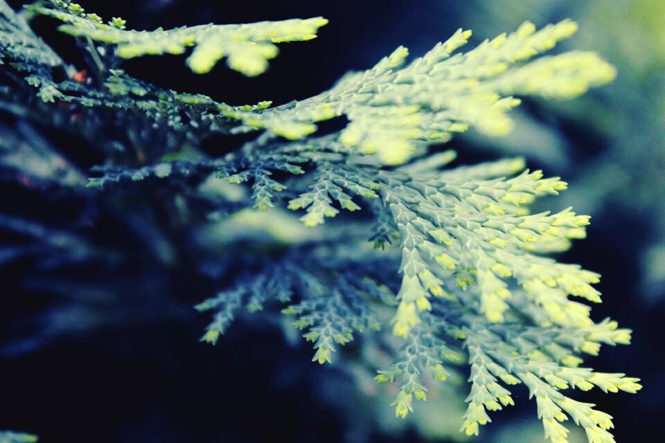 Cypress under glass tree summer