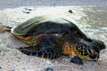 Ocean turtle tropical photo