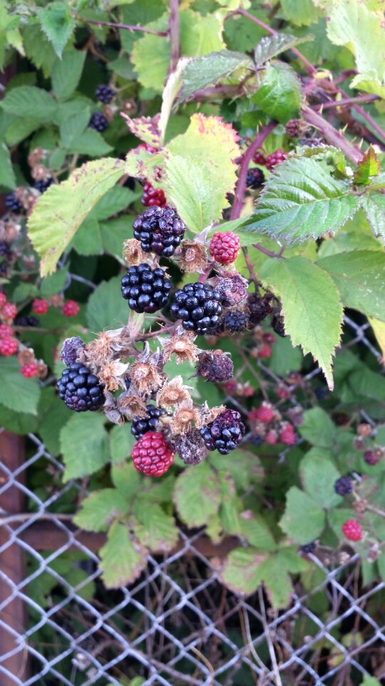 Leaves berry black