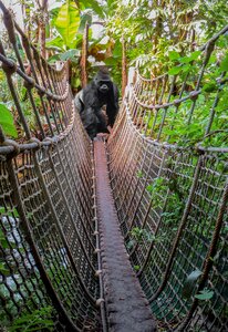 Ape silverback dangerous