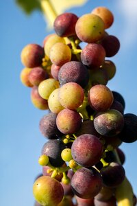 Pinot noir fruit vine photo