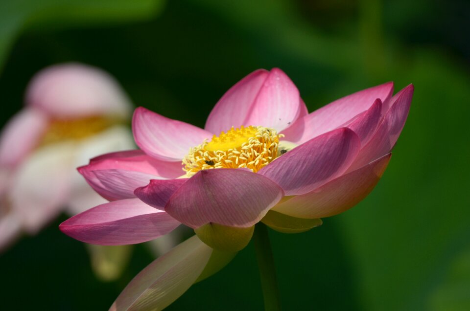 Water flower aquatic plant pond