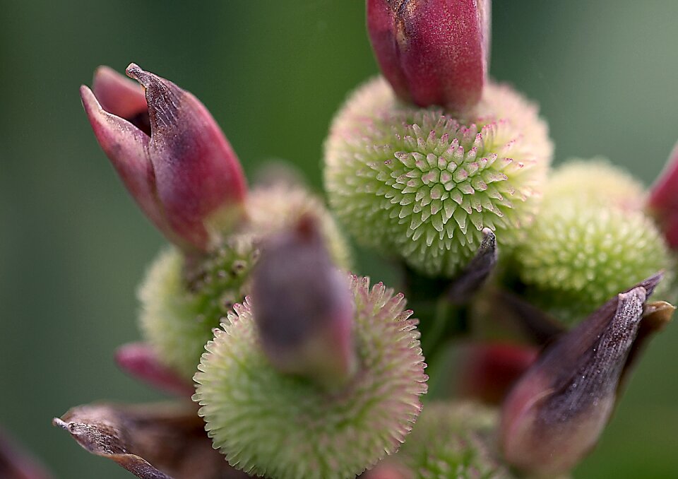 Fructification fruit menopause