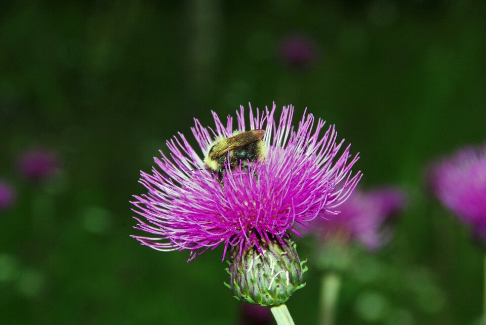 Thistle bourdon pollination