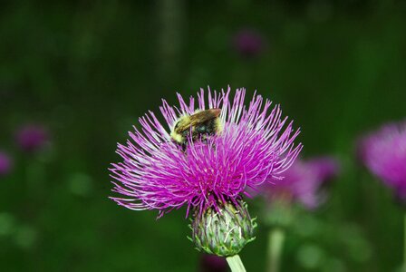 Thistle bourdon pollination