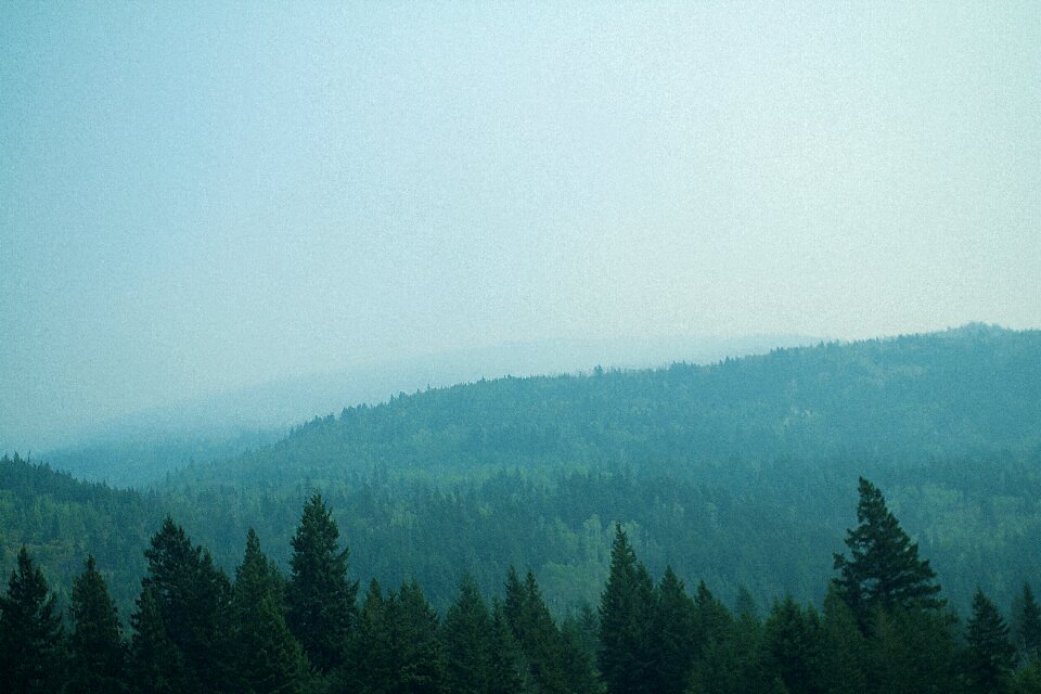 Trees distant fog