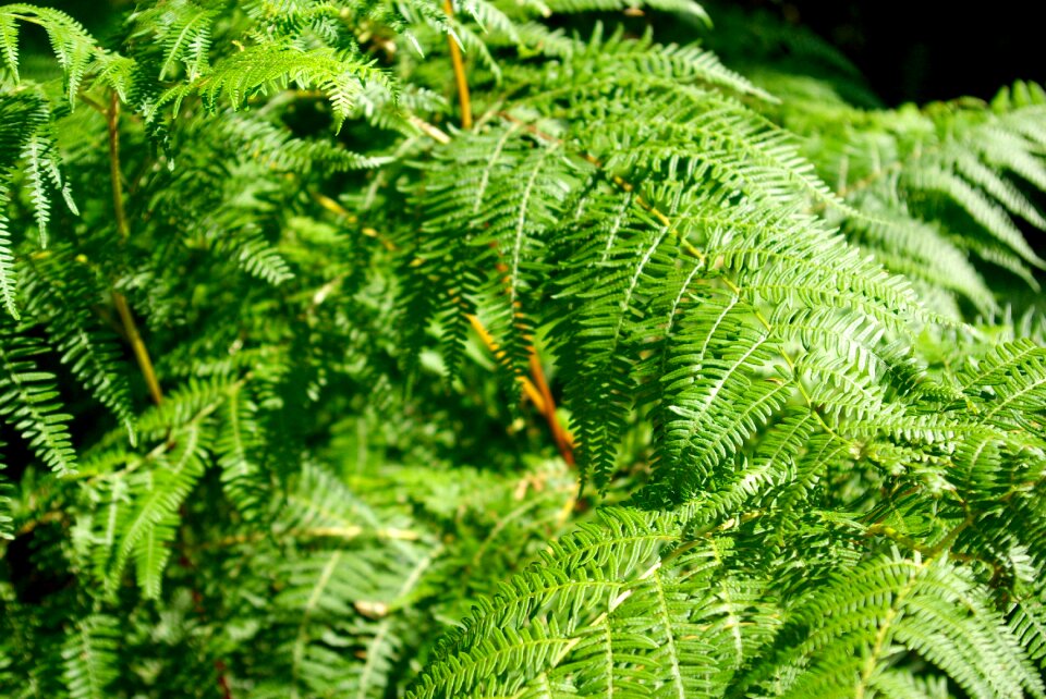 Green vegetation flora