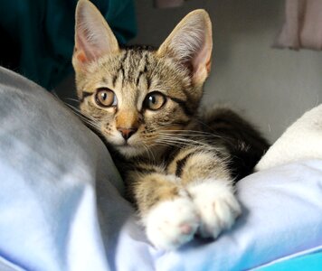 Young cats cat baby young cat