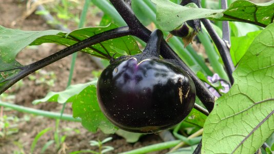 Plant farm garden