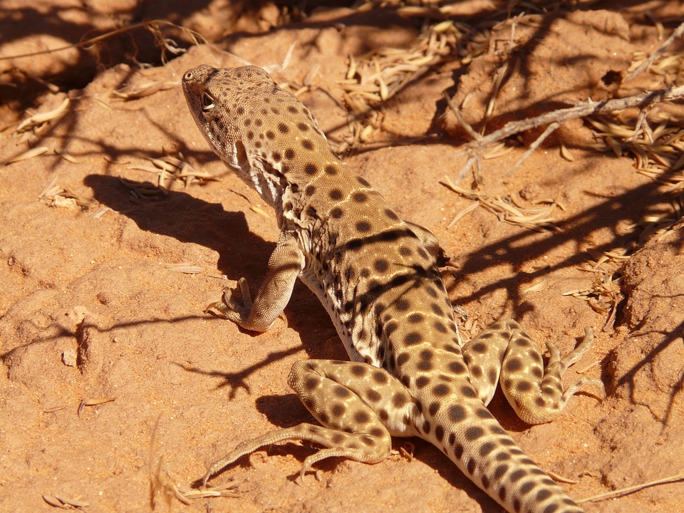 Desert fauna creature