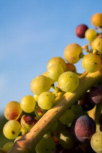 Pinot noir fruit vine photo