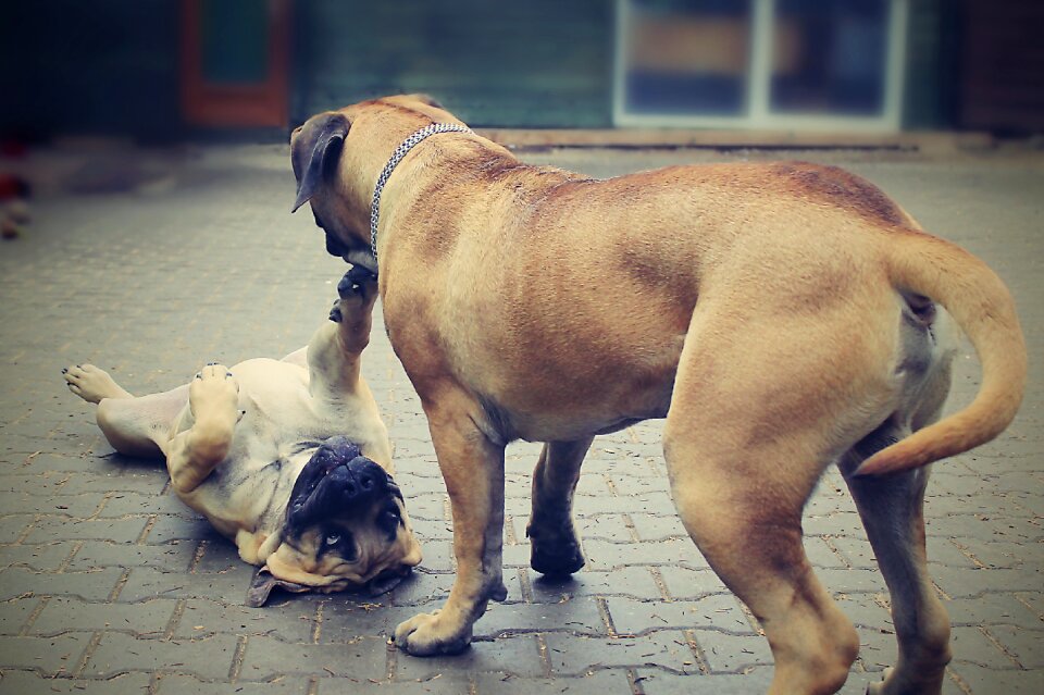 Pleasure friend bulldog