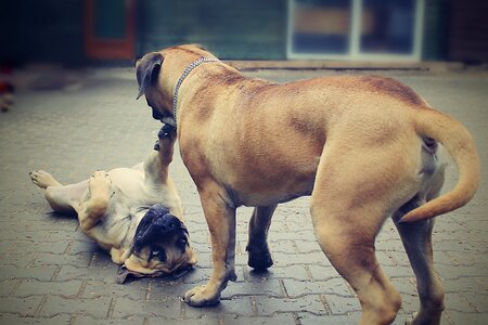 Pleasure friend bulldog