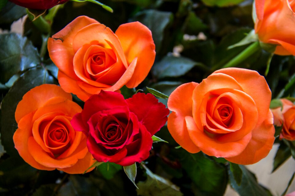 Flower red rose blossom