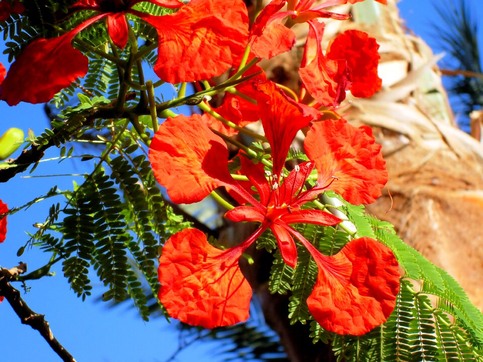 Tropic red tropical tree