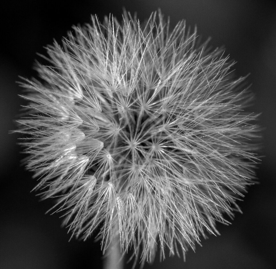Bloom faded macro