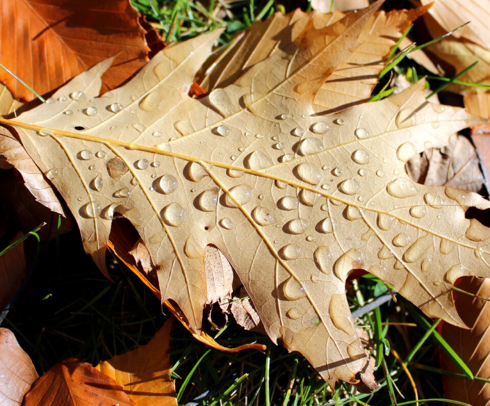 Drops nature forest