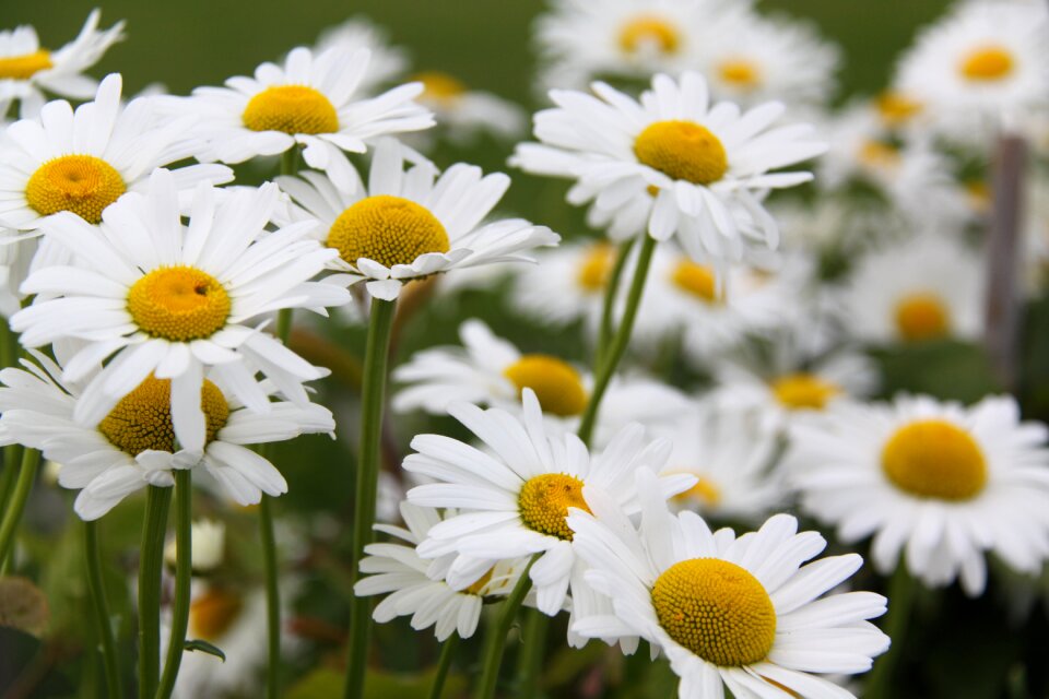 Daisies blossom bloom