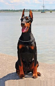 Lake dog doberman