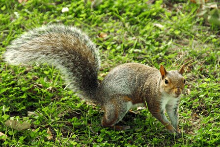 Squirrel wild animals