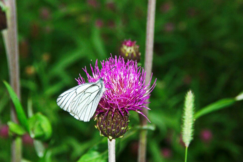 Thistle moth insect