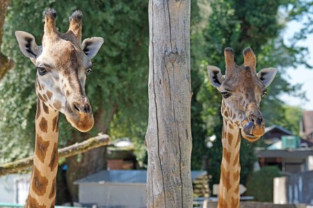 Giraffe ruminant paarhufer