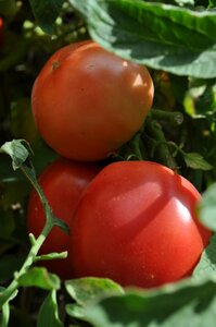 Red veg vegetable photo