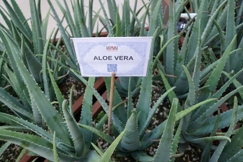 Aloe vera plant healthy