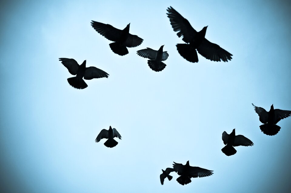Birds pigeons silhouette outline