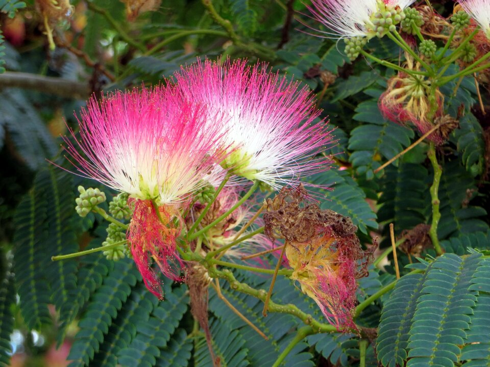Albizia julibrissin mimosaceae pink flowers