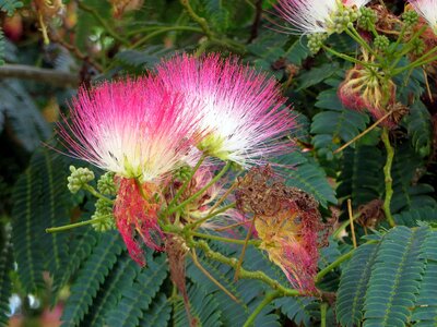 Albizia julibrissin mimosaceae pink flowers