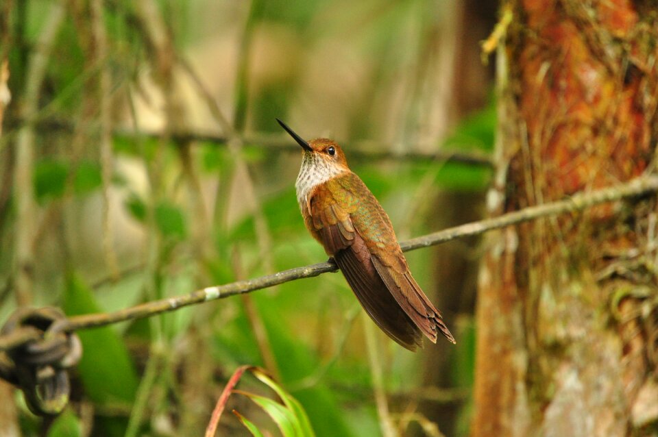 Colombia environment ecology