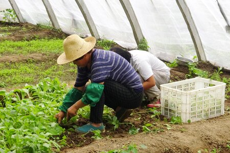 Greenhouse basket vegetables