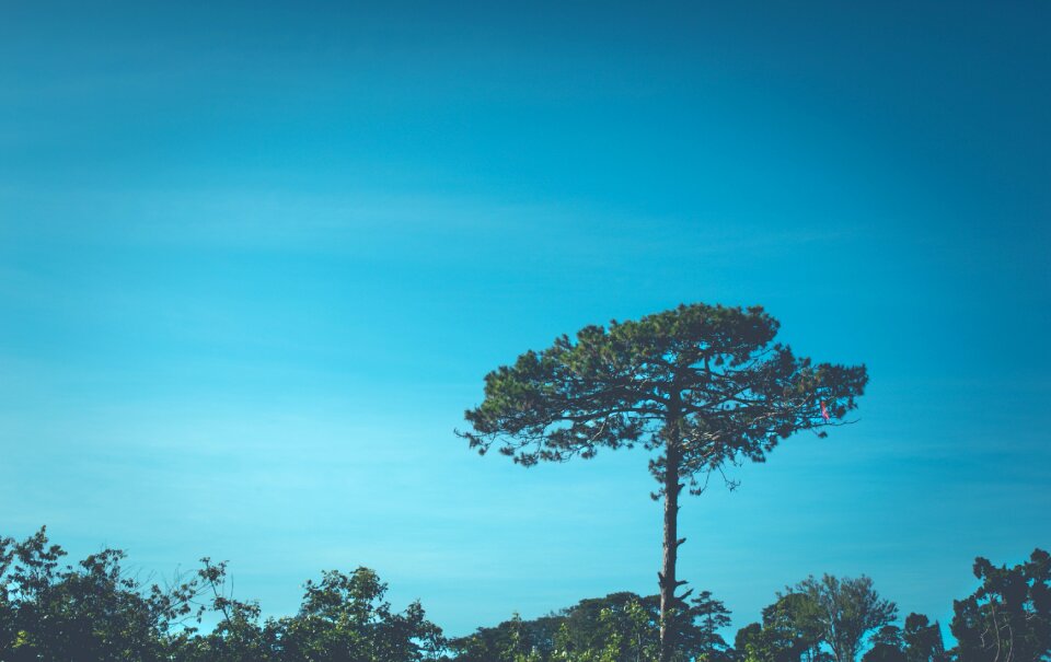 Vegetation plant growth