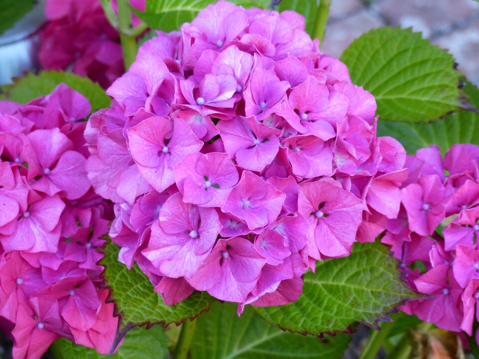 Summer pink green