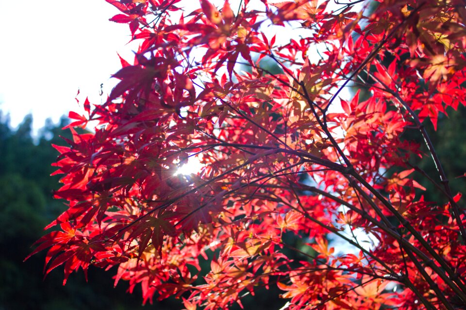 The scenery the leaves maple photo