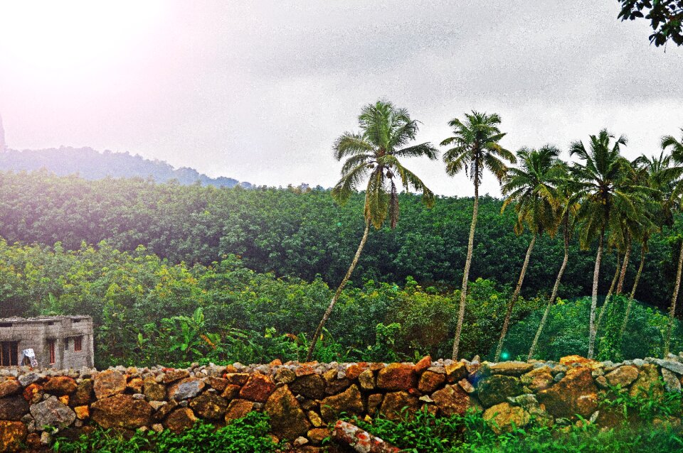 Tropical vegetation hut