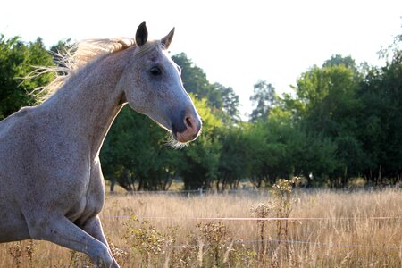 Summer grass thoroughbred arabian