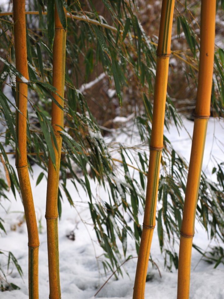 Bamboo garden gold bamboo tube node bamboo