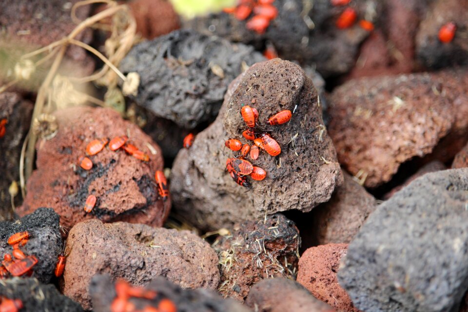 Stone nature beetle