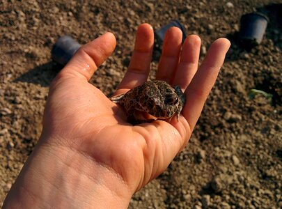 Frog rana animal