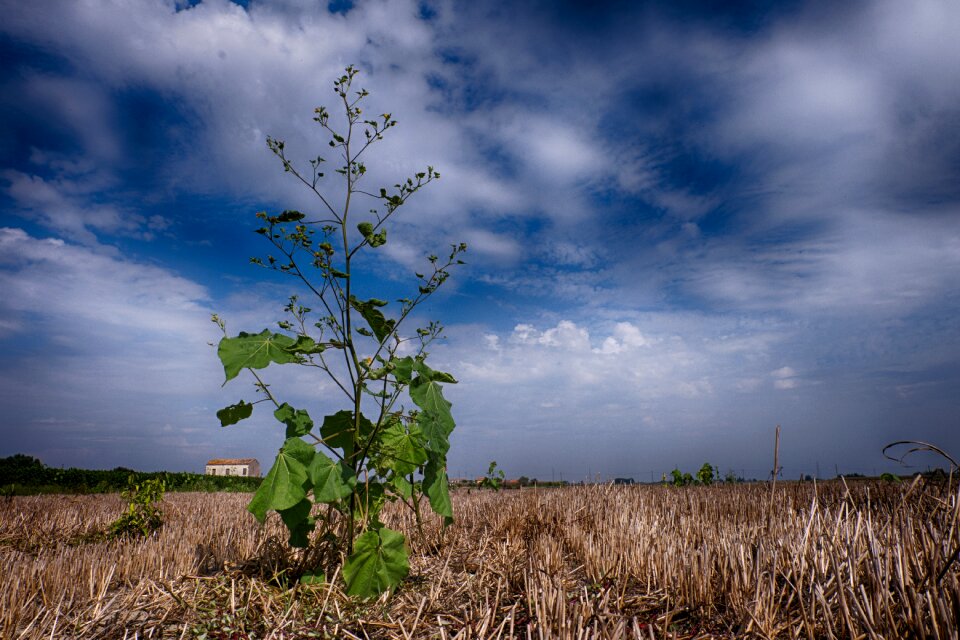 Field collected clouds