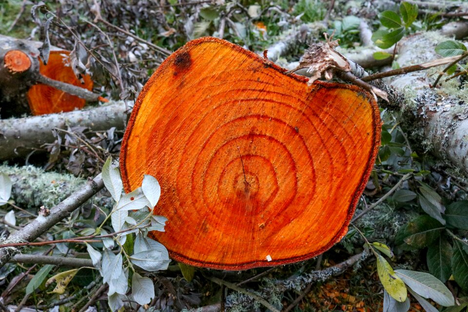 Forest wooden tree trunk