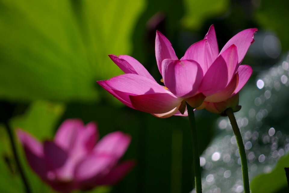 Natural green lotus