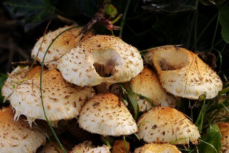 Forest forest mushrooms fungal species
