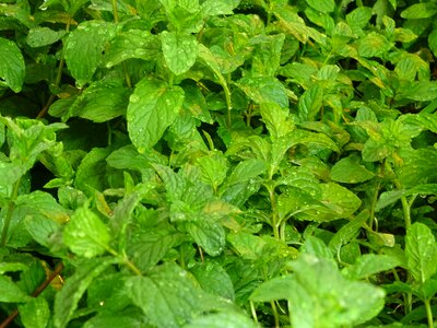 Mint gardener macro photo