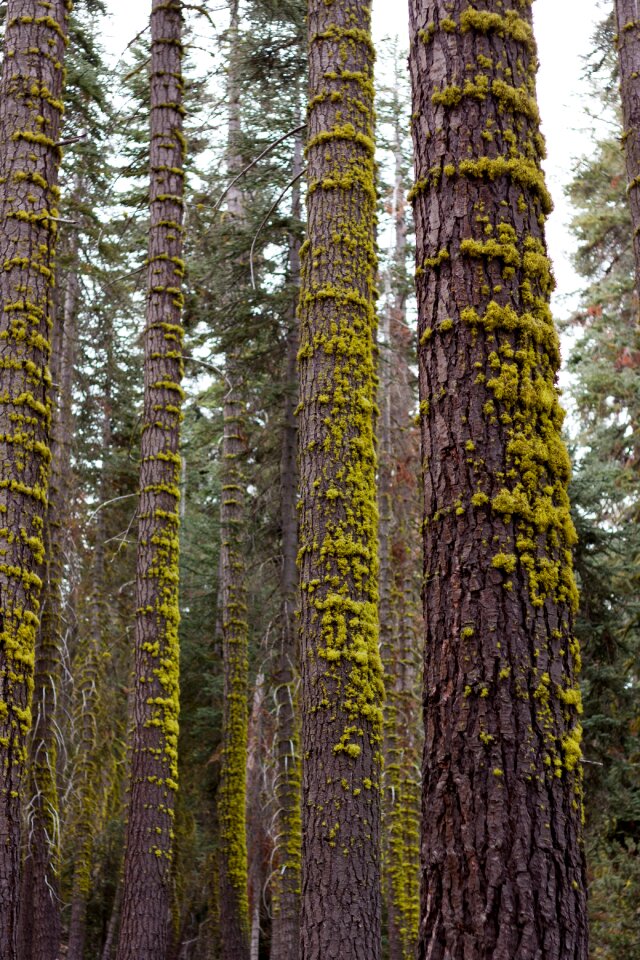 Trunk forest nature
