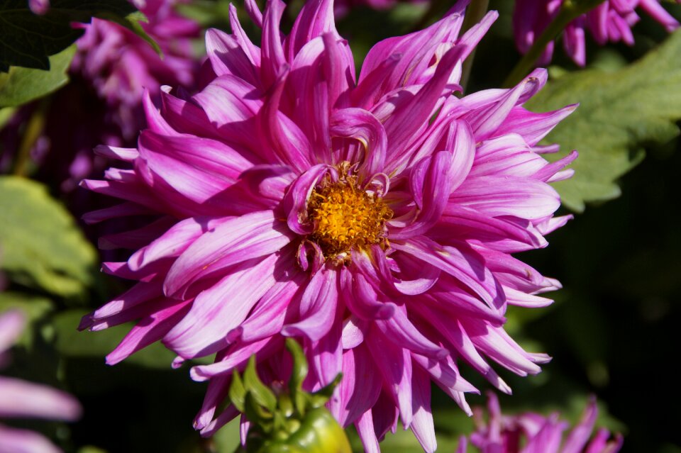 Blossom bloom dahlia garden