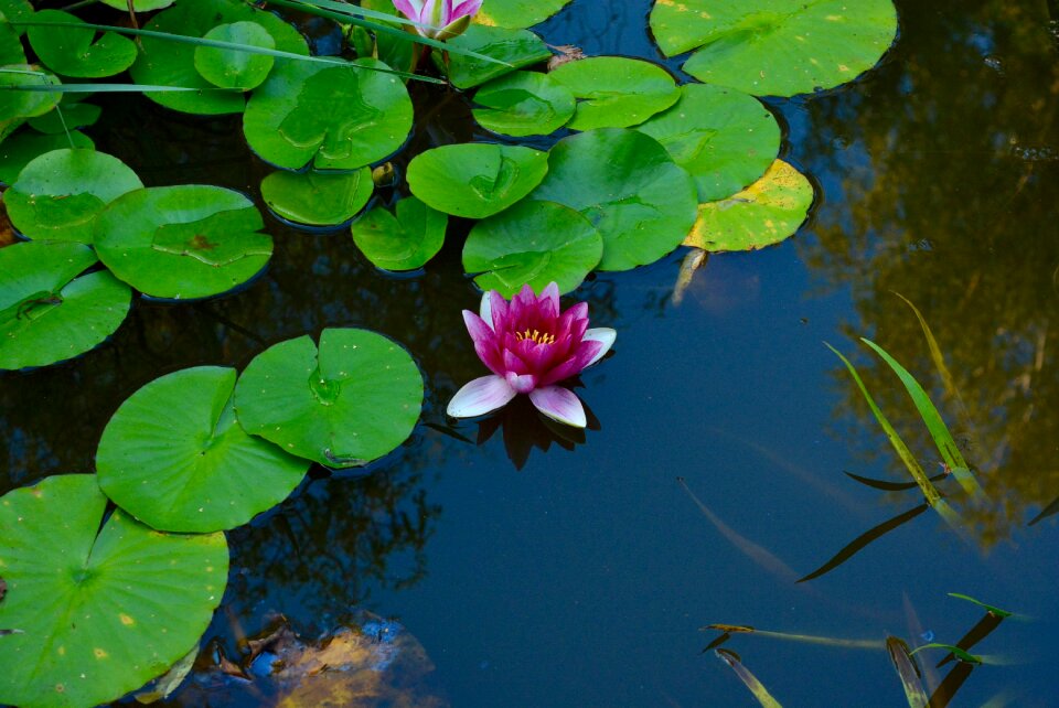Pond blossom bloom
